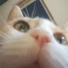 septhis