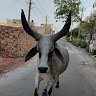 shikshak-kumar